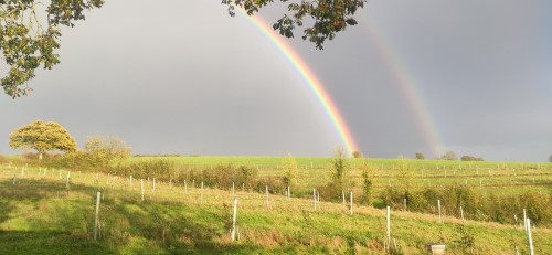 A field with planted saplings and a double rainbow.